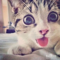 可爱打盹猫头像女生萌养猫