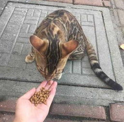 一个女生在喂猫头像豹猫