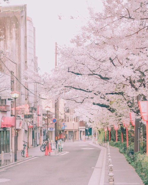 粉色系樱花背景图