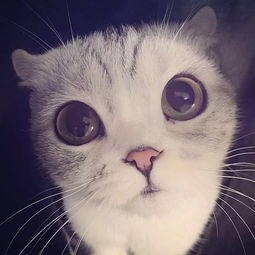 大眼萌猫可爱的小表情真是要被萌化了