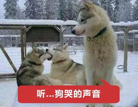 如果这6个鬼畜神梗你都知道,那么恭喜你是一名合格的90后老年人