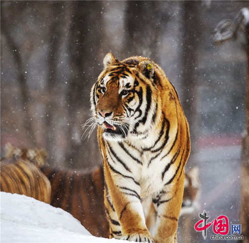 生龙活虎闹新春萌虎帅虎威风虎,你pick哪一只