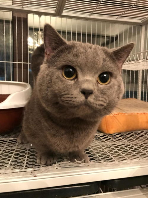 曼基康蓝猫