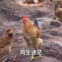 关于鸡的表情包微信头像图片大全