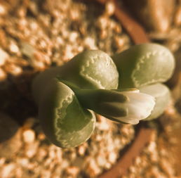 厦门植物园最受欢迎园区之一多肉植物区