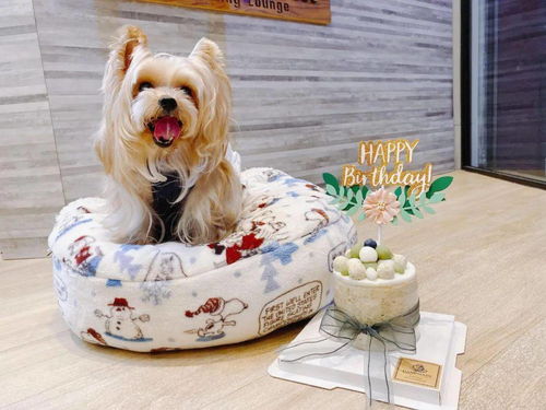 狗狗因为丑陋被弃养在宠物店,美容师打理一番后发现它真的很美