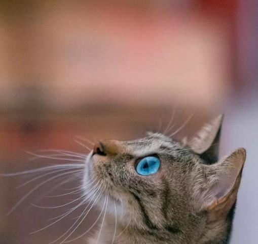 女子救了一只狸花小猫,3个月后发现古怪,它的眼睛怎么是蓝色的