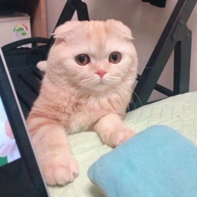 微信头像猫咪萌图片2021最新可爱猫咪头像大全,动物头像图片