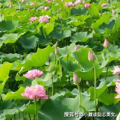 女人有贵人有靠山的头像靠树属牛