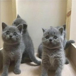 猫舍直销英短蓝猫英国短毛蓝猫纯种活体幼猫家养