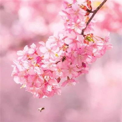樱花图片唯美高清浪漫好看的樱花图片2020最新