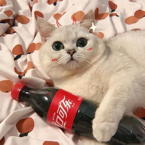 有哪些好看的猫咪情头