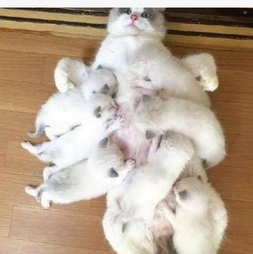 猫咪一口气生下16只猫崽,这人主人高兴了,这可不是一个小数目,这猫太值钱女子