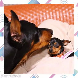 大型犬和小型犬,能不能一起愉快地玩耍啊
