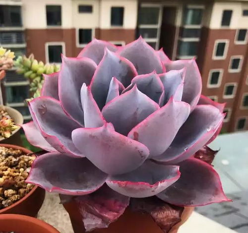 叶插成活率很低的多肉植物,劝你别费工夫,砍头繁殖才是明智选择
