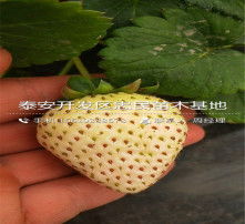 黄页88高清图片