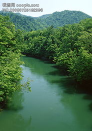 树绿色水植物山水风景