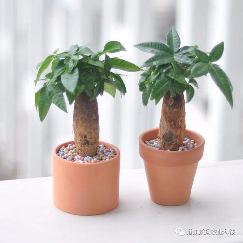 想要养好发财树,做到7点,枝繁叶茂四季绿