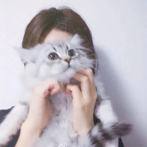 女生治愈系头像猫咪头像.