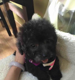 这是幼犬灰泰迪,找一女朋友,现在1岁多了