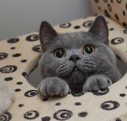 蓝猫头像大全