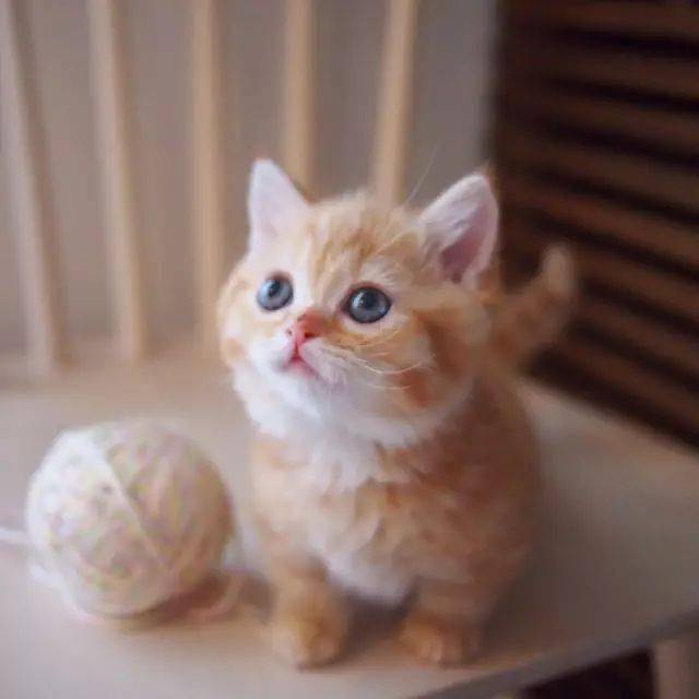 小姐姐养了一只小橘猫,把网友萌到老泪纵横然而短短几个月后