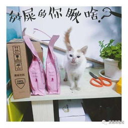 当初死活不让养猫咪的妈妈,女孩坚持喂养一年之后完全变样了
