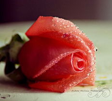 allaboutlove