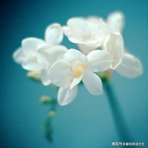 指导人生的金句名言,中肯实用,读懂受益终身