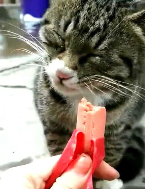 路边发现流浪猫,女子好心给它喂香肠,猫咪的反应让人心疼不已