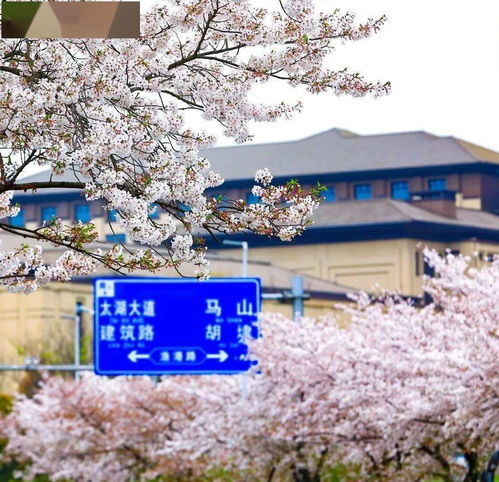 除了鼋头渚,金匮公园,拈花湾,无锡这八大赏樱胜地也美翻了樱花路