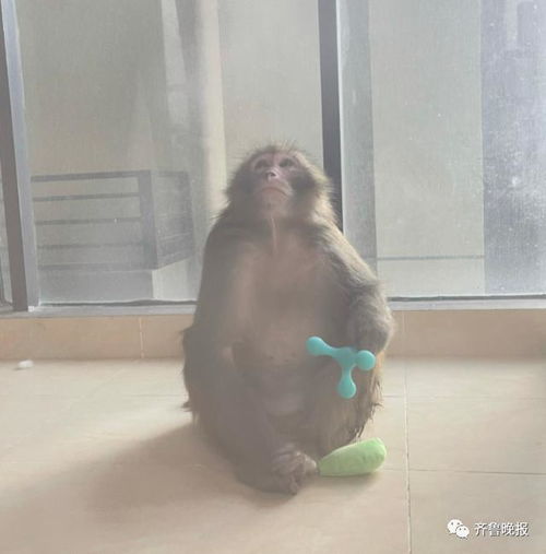 猴子徒手爬30楼,入户女主播家打劫网友阳台上放个假唐僧