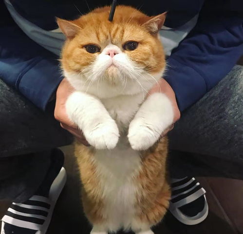 这些猫长相不出众,但性格特别好,适合家养,有你喜欢的吗