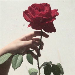 唯美好看的玫瑰花意境头像2018精选女孩子的脾气太奇怪了