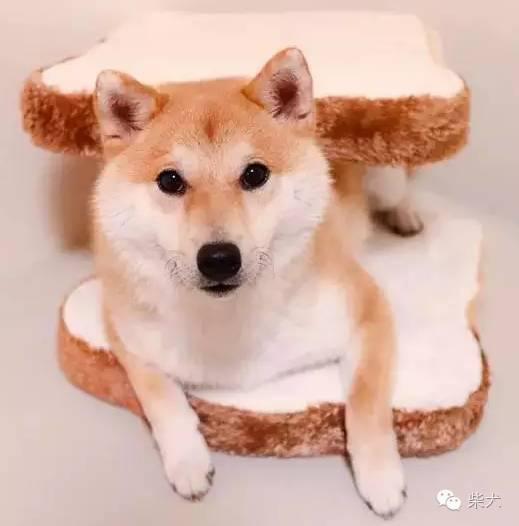 美食同柴犬不得不说的故事